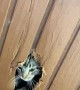 Cat Breaks and Chews Through Ceiling