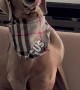 Weimaraner Pup's Flute Solo