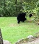 Girl Spooks Baby Black Bear Sending it Running to Mom