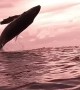 Baby Humpback Whale Breaches The Surface
