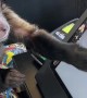 Monkey Tries Out Job as a Cashier