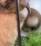 Fluffy Rabbit's Reverse Out of Tube