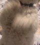 Bichon Frise Dances Whenever She Wants Something