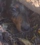 Helping Rosie the Mini Dachshund Lost in a Rabbit Hole