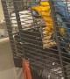 Macaw Reacts to Disappearing Act