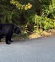 Black Bear Stand-Off With Barking Dog