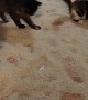 Quirky Kittens Roll Around in Rice