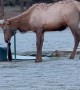 Young Bull Elk Plays Around at Golf Course in Estes Park