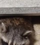 Raccoon Hides Out in Drawer