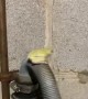 Frog Takes a Ride on Washer Hose
