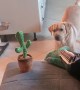 Dog Doesn't Know What to Think of Dancing Cactus Toy