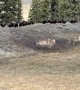 Deer Runs into Bison Herd to Evade Coyote