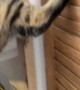 Climbing Kitty Gets Thwarted