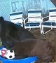 Bears Play  with Soccer Balls in Kiddie Pool