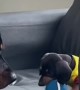 Big Dog Plays With Little Brother