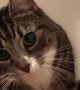 Cat Reacting to Sees Herself in Front Camera for the First Time