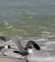 Seagulls Fight Over a Snake