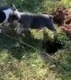 Frenchie Puppies Playing Fall into a Hole