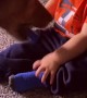 Muffin the Dog Takes Baby's Socks off