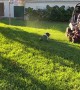 Dog Does Not Move for Mower