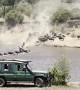 Crocodile Gets Baby Wildebeest During River Crossing