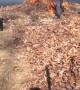 Burning Leaf Pile Almost Goes Wrong