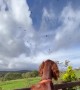 Irish Setter Captivated by Birds