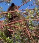 Bears Climb Apple Tree for a Snack