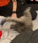 Kitten Spazzes Out Playing with Girl on Bed