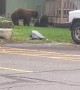 Mischievous bears are up to no good in the neighborhood