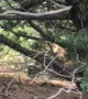 Hunter and Cougar Hunting Elk Have Close Encounter