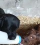 Carrying pup holds milk bottle for newborn calf