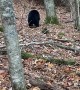 Lady Scares Black Bear off Trash Using Cleaning Spray
