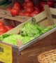 Bird Gets Free Lettuce at Market in Romania