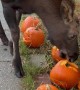 Adolescent Moose Loves Eating Freshly Carved Pumpkins