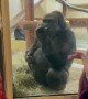 Gorilla Doesn't Appear to Appreciate Introduction