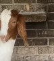 A Musical Goat