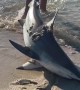 Releasing a Caught Shark Back into the Ocean