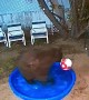 Bear Family Has Backyard Fun