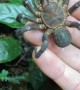 Trapdoor Spider from China