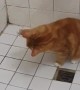 Cat Wants To Eat the Shower