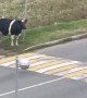 Cow Waits for Crosswalk Escort