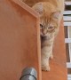 Cat Balances on Balcony Wall