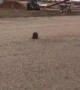 Raccoon Goes for a Ride on Belt Auger
