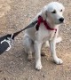 Golden Doesn't Want to go on Walk Without Other Golden Friend