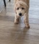 Goldendoodle's Adorable Patient Sneak Attack