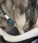 Husky Takes Baby's Spot in Bassinet