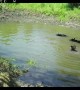 Bear Family Enjoys Splashing and Playing Around Conservation Area