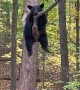 Bear Deep in Thoughts up in a Tree