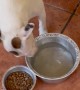 Dog Splashes Water into Food Bowl